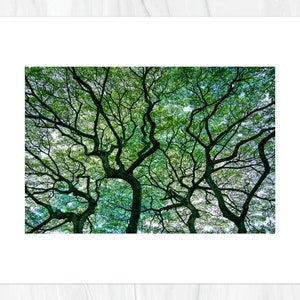 Hawaiian Tree 2 in Forest Oahu Hawaii Fine Art Photo Print, Artist Signed Nature Photography image 4