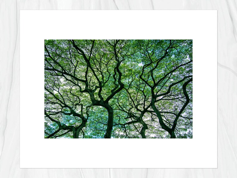 Hawaiian Tree 2 in Forest Oahu Hawaii Fine Art Photo Print, Artist Signed Nature Photography image 4