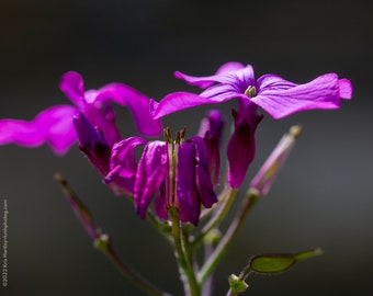 Set of 4 - 8x10 metallic prints of purple spring flowers - Limited Edition of 20