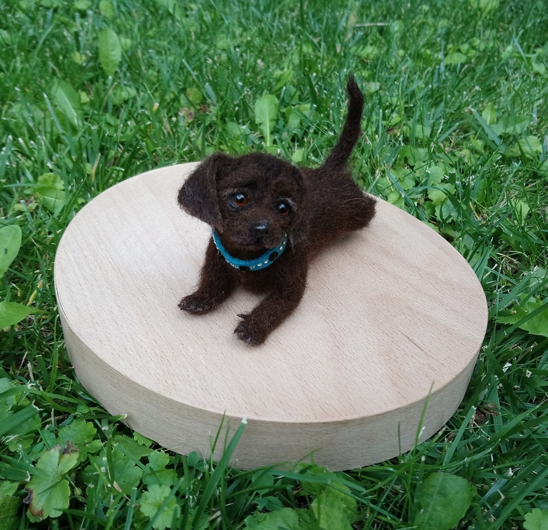 miniature chocolate labrador