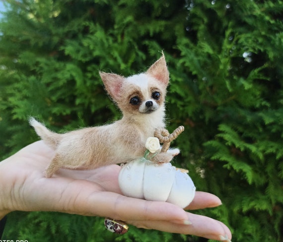 Chi chi best sale puppies for sale