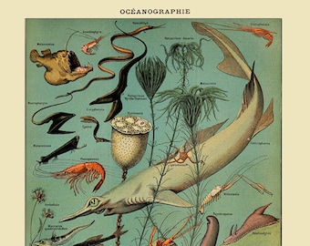 Vintage Fish Print, French Fish Chart Oceanography Print Illustration Marine Poster Wall Art Home Decor #vi1003