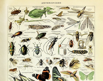 Vintage Insect Print, French Butterfly Chart Moth Illustration Biology Poster Wall Art Home Decor #vi1021