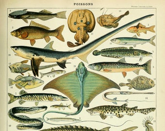 Vintage Fisch Poster, Illustration Fische Illustration, Fisch Illustration,  Poster Illustration vi1012.