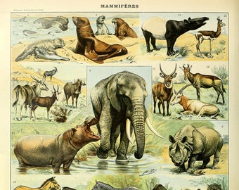 Elephant Art, Vintage Animal Print, Mammal Chart French Biology Poster Illustration Wall Art Home Decor #vi1006