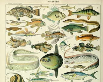 Vintage Fish Poster, Fish Chart, Fish Art, French Bookplate, Beach House Decor, Kitchen Decor Nursery Art #vi866