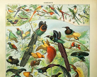 アート・デザイン・音楽 CLASSIC NATURAL HISTORY PRINTS BIRDS Vintage Bird Print, French Bird Poster Ornithology Print