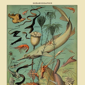 Vintage Fish Print, French Fish Chart Oceanography Print Illustration Marine Poster Wall Art Home Decor #vi1003