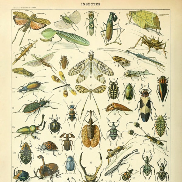 Vintage Insect Print, French Insect Chart Insect Illustration Biology Poster Wall Art Home Decor #vi1008
