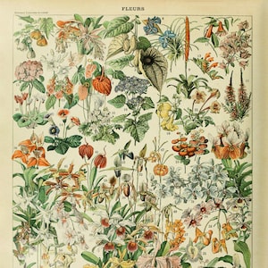 1x Vintage Poster Floral Pattern Garden Flowers Botanical Collections Wall Decor 