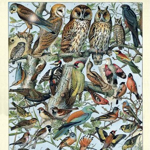 Póster de pájaro francés con estampado vintage, impresión de ornitología, regalos para amantes de las aves, arte de pared, decoración del hogar, observadores de aves # vi1047