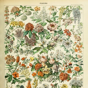 Vintage Flower Poster, French Botanical Print, French Flower Decor, Wall Art Home Decor Fine Art Print #vi995