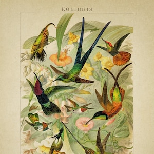 May include: A vintage illustration of hummingbirds in a variety of colours and poses, surrounded by flowers and foliage. The illustration is titled "KOLIBRIS" and includes the text "M&uuml;brel fec" and "Adlerschaabel Enteceres aquila) 2. Blauschwanzkolibri Uynanthus evanurass 3 Moschuskolibei Chrysolapis aschituss 4 Strablkalibri Kalampas jugularis) & Nordischer Kolibri (Trochilus colubrisi 6 Topuskolibri (Topaxa pella) 2 Prachtelfe (Lophornis exagnificus) 8. Helmkolibri (Oxypogon Lindenis. 9. Schwertschnabel (Decimastes ensifer)"