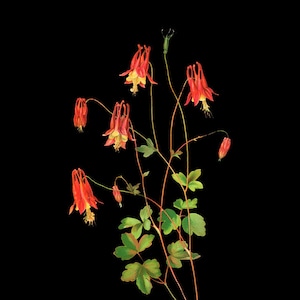 Botanical Print with Black Background - Red Columbine Print - Flower Poster - Red Wall Art Home Decor #vi774