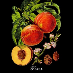 Botanical Print with Black Background - Peach Print - Fruit Poster - Red Yellow Wall Art Home Decor #vi777