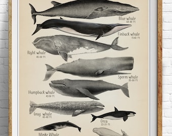 Types Of Whales Chart