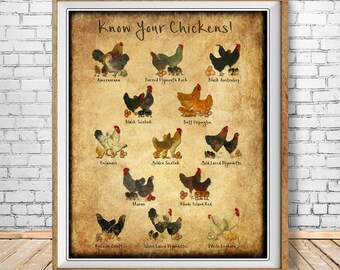 Chicken Illustration Etsy Chicken Illustration Etsy