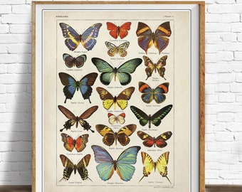 Butterfly Chart Poster