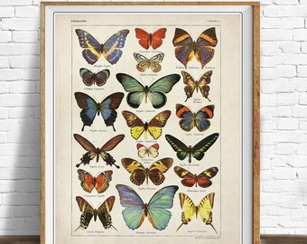 Butterfly Chart Poster