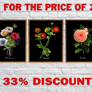 Set of 3 Botanical Prints with Black Background - Camellia Print, Anemone Print, Flower Prints, Wall Art #vi1221