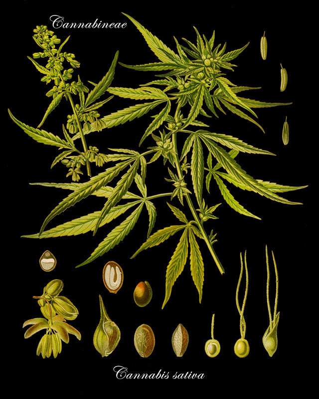 Art Print Cannabis foemina Marijuana Botanical Poster Print 6x9 to 24x36 From 17 