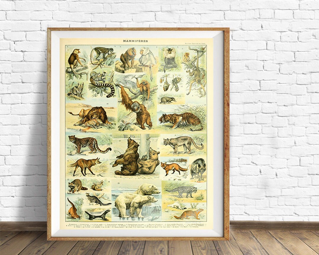 アメージングタイランド・グランドセール Vintage Animal Print, Mammal Chart French Biology Poster 洋書