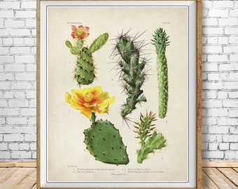 Cactus Print, Vintage Cactus Poster, Botanical Print, Cactus Art, Succulent, Home Decor Wall Art #vi1533
