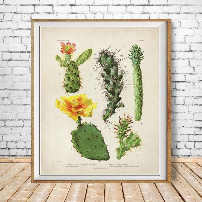 Cactus Print Vintage Cactus Poster Botanical Print Cactus Etsy