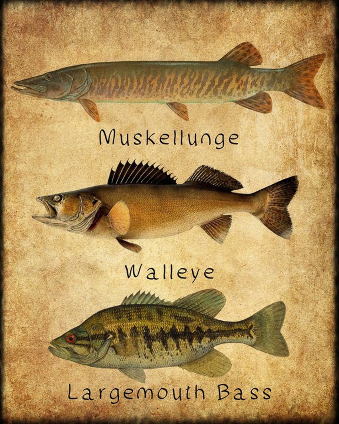 Fish Poster Fish Print Muskellunge Muskie Walleye Bass Freshwater Fishing  Poster Wall Art Decor Man Cave vi349 -  Canada