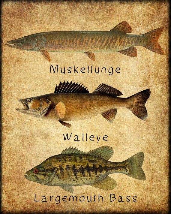 Fish Poster Fish Print Muskellunge Muskie Walleye Bass Freshwater Fishing  Poster Wall Art Decor Man Cave vi349 
