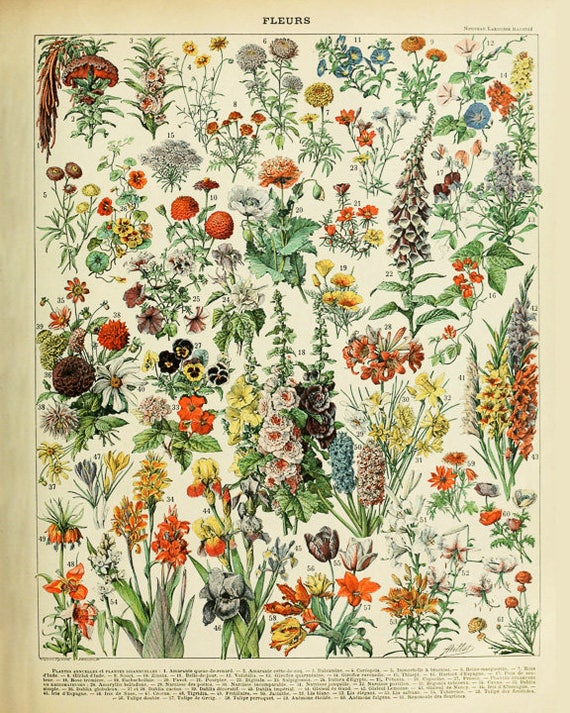 Vintage Flower Poster Plant Print French Flower Decor Etsy