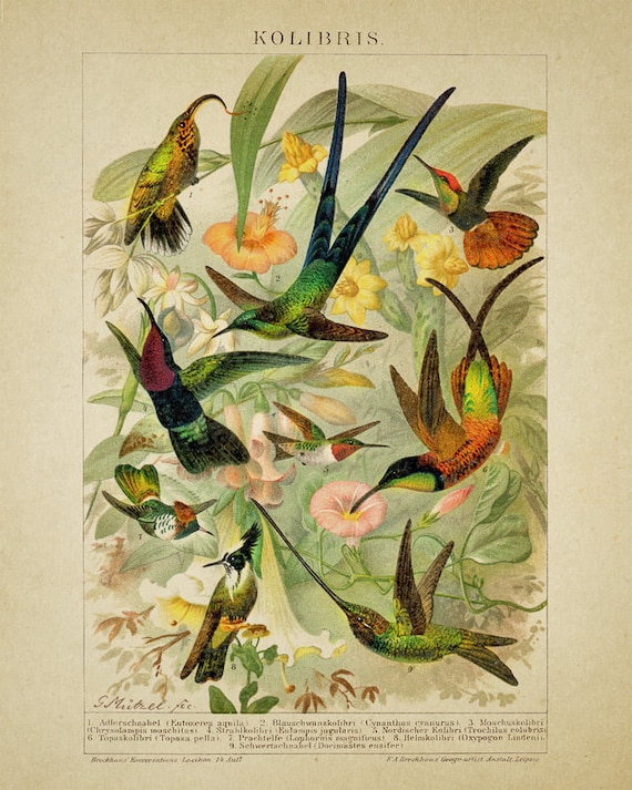 Vintage Bird Poster, Antique Hummingbird Print, Hummingbird Illustration, Bird Print, Bookplate Wall Art #vi1156