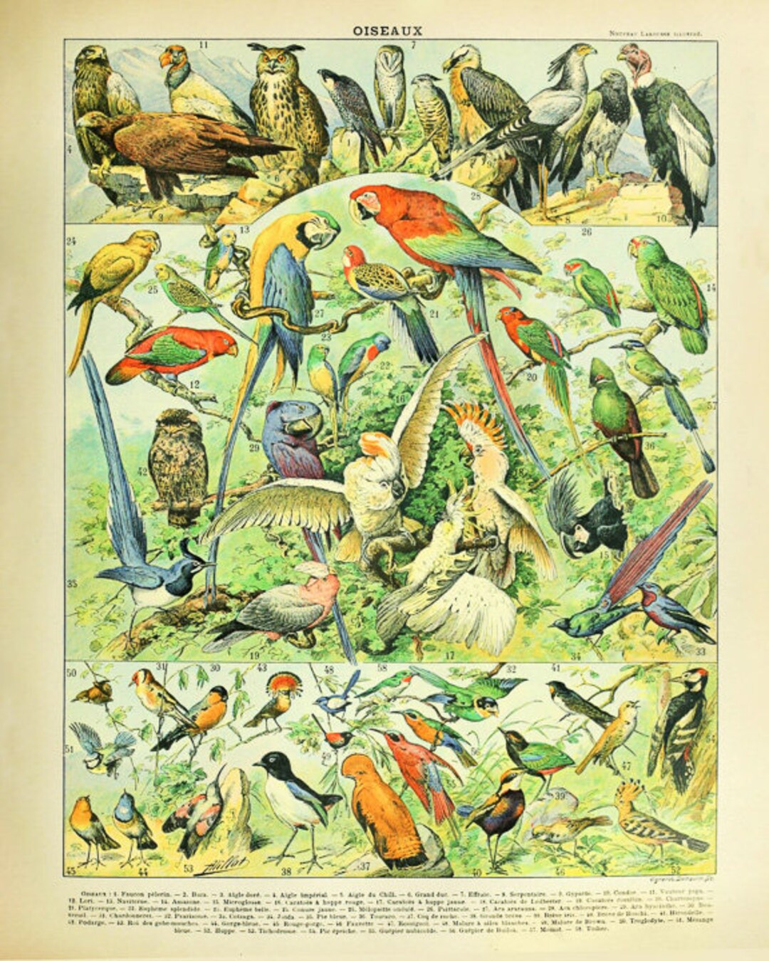 Vintage French Bird Poster, Antique Bird Illustration, Bird Print