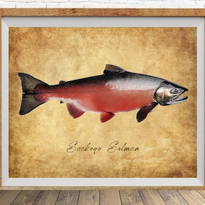 Affiche de saumon rouge, impression de poisson vintage, décoration de pêche, impression de saumon, cadeaux pour pêcheur, cadeau de fête des pères, homme des cavernes #vi1824