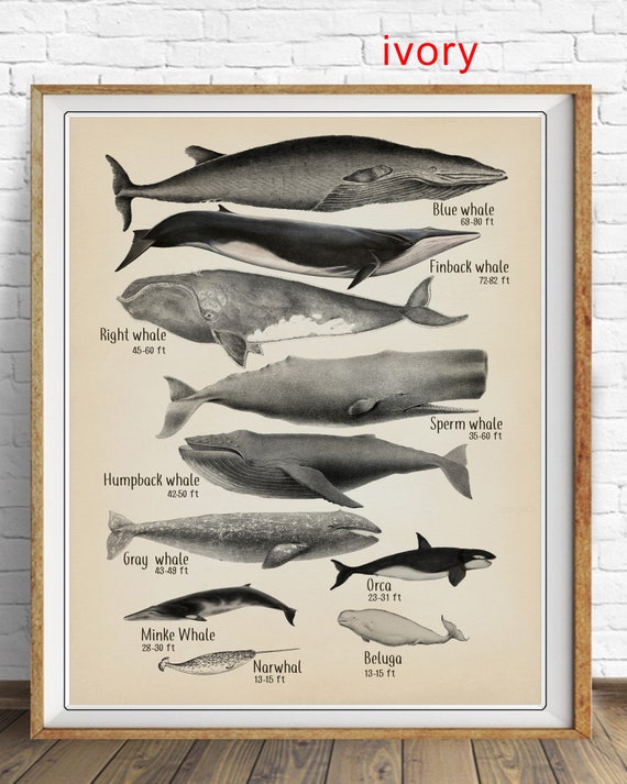 Grey Whale Size Chart