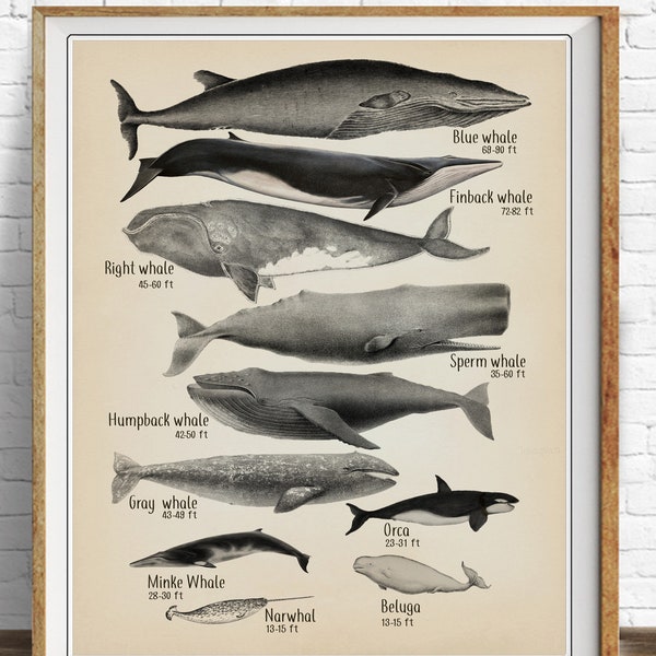 Whale Poster, Beach House Art, Whale Size Print, Bathroom Decor, Whale Print, Whale Chart, Bathroom Art #vi1475