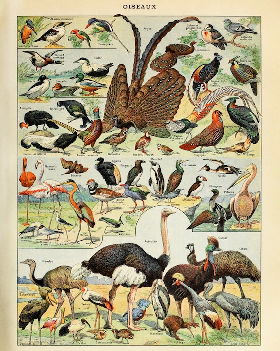 Assorted Antique and Vintage Illustrated Bird Art Prints Assorted Antique and Vintage Illustrated Bird Art Prints