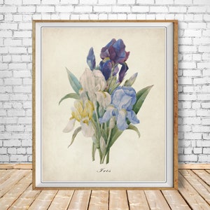 May include: A vintage botanical illustration of a bouquet of iris flowers. The flowers are in shades of purple, blue, white, and yellow. The illustration is on a cream-colored background with the word "Iris" printed below the flowers.
