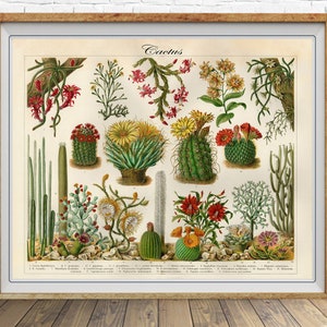 Vintage Cactus Poster, Vintage Botanical Print, Succulents Print, Cactus Art, Home Decor Wall Art #vi1602