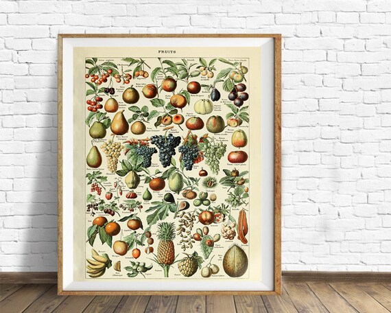 Vintage Fruit Poster, French Fruit Decor, French Botanical Vintage Fruit Poster, French Fruit Decor, French Botanical