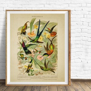 May include: Vintage illustration of hummingbirds in various colours and poses, surrounded by flowers and foliage. The title "KOLIBRIS" is at the top of the image. The Latin names for each bird are listed below the image.