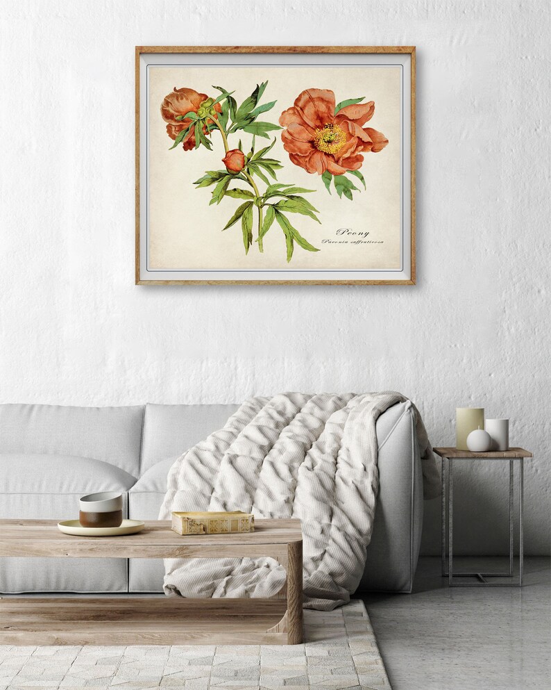 May include: A vintage botanical illustration of a peony flower with orange petals and green leaves. The illustration is framed in a light wood frame and has the text "Peony Paeonia officinalis" printed below the image.