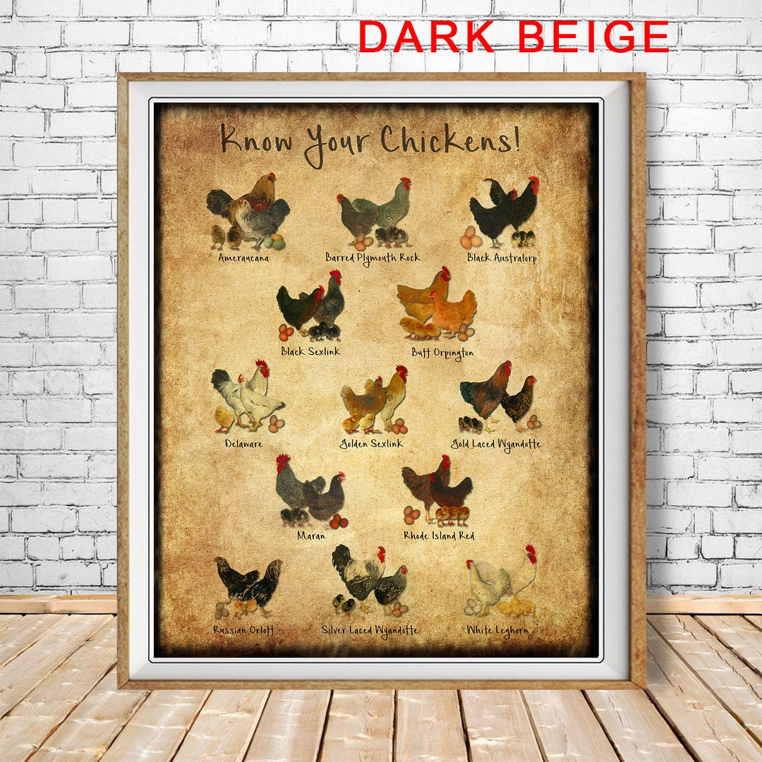 Chicken Breeds Chart Print - Vintage Poultry Print - Chicken Poster - Poultry Illustration Home ...