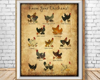 Chicken Breeds Chart Print - Vintage Poultry Print - Chicken Poster - Poultry Illustration Home Decor #vi342