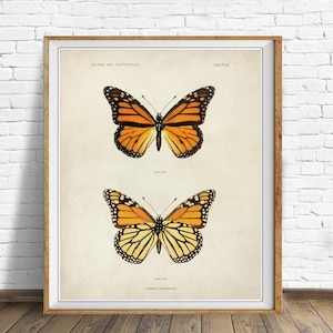 Vintage Butterfly Print, Monarch Butterfly Poster Insect Illustration Wall Art Biology Poster Home Decor #vi1413