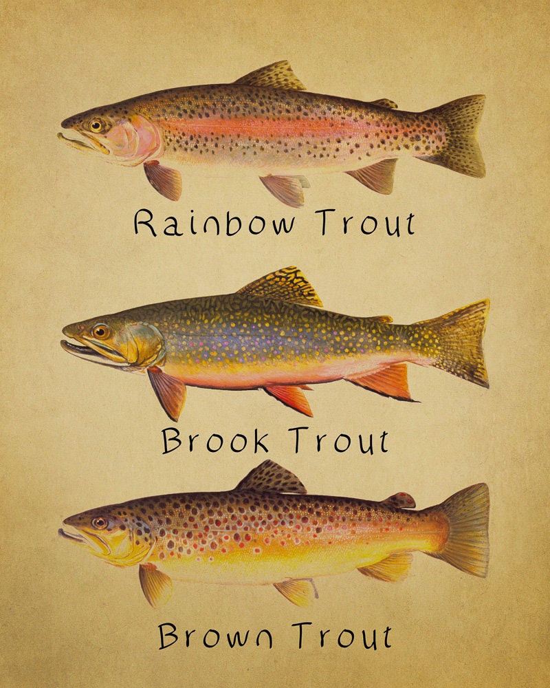 Trout Poster Fish Print Rainbow Brook Brown Rainbow Trout Fishing Poster  Wall Art Decor Man Cave vi248 -  Canada