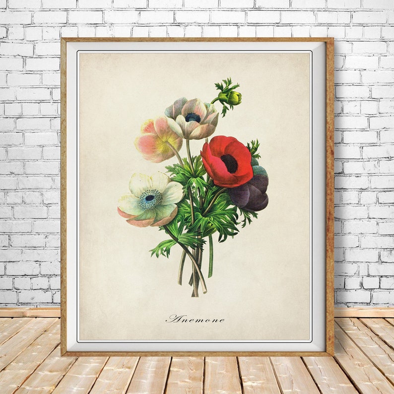 May include: A vintage botanical illustration of a bouquet of anemones. The flowers are pink, white, red, and purple. The illustration is on a cream-colored background with the word "Anemone" printed below the flowers.