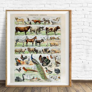 Vintage Farm Animal Print, Domestic Animal Art, Cow Horse Pig, French Bookplate, Kids Room Decor Wall Art vi867 image 2