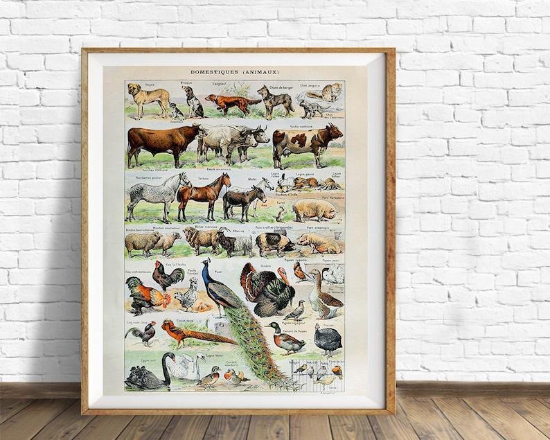 Vintage Farm Animal Print, Domestic Animal Art, Cow Horse Pig, French Bookplate, Kids Room Decor Wall Art vi867 image 2