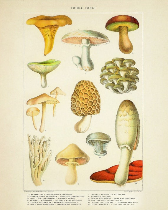 Mushroom Chart